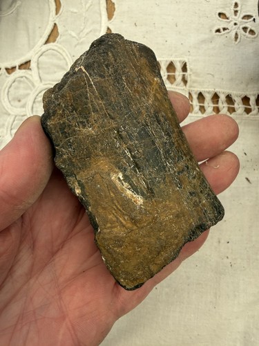 Dinosaur fossil isle wight - isle, of