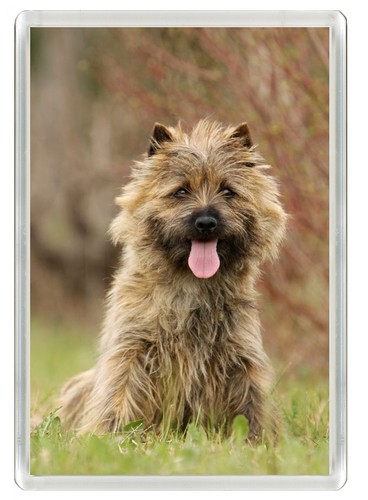 Cairn terrier dog fridge - cairn,