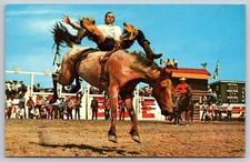 Calgary Alberta Stampede Rodeo