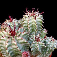 Euphorbia Submammillaria