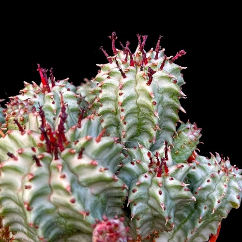 Euphorbia submammillaria - euphorbia,