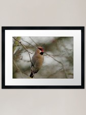 Waxwing dinner time Framed Art