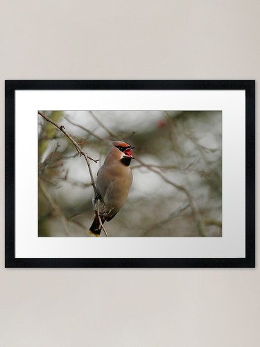 Waxwing dinner time - , art