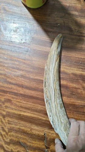 Exquisite tooth fossils - tooth, from