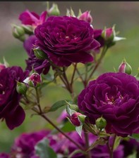 Ebb Tide Deep Purple Bloom