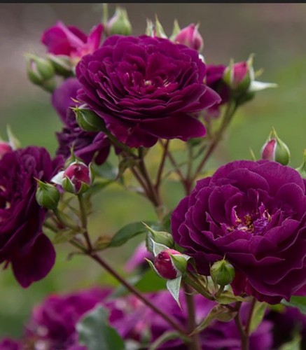 Ebb tide deep purple - tide, bloom