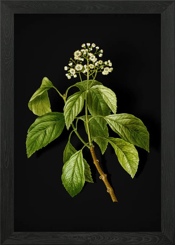 Vintage climbing hydrangea - vintage,