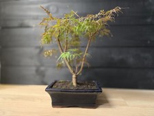 Japanese Maple (Acer) Bonsai