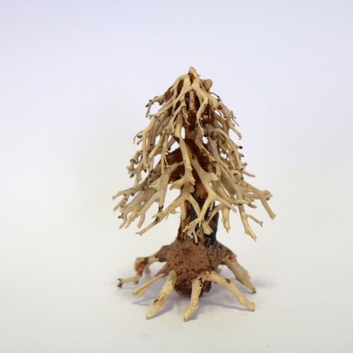 Christmas tree wood - tree, x