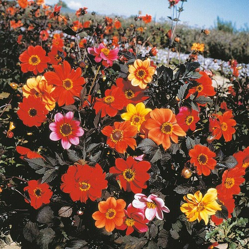 Dahlia bishops children - dahlia,
