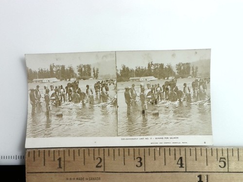 Seining for salmon stereoview - for,