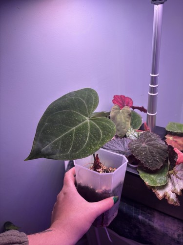 Anthurium magnificum verde - anthurium,