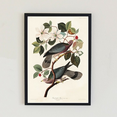 1837 vintage pigeon - 1837, bird