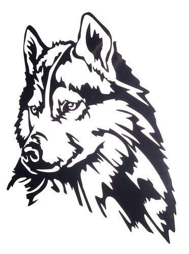 Husky malamute wolf - 1x,