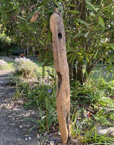 75cm long driftwood branch - 75cm,