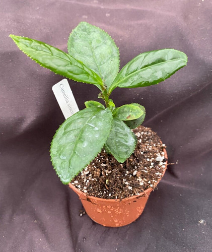Camellia sinensis tea - sinensis,,
