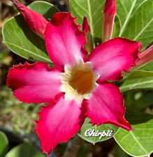 Red Pink DESERT ROSE Adenium Obesum Elephant Foot ORGANIC 6 SEEDS UK EU US