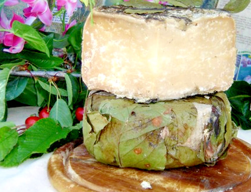 Italian aged cheese pecorino - aged,