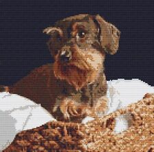 Bearded Dachshund Sausage dog