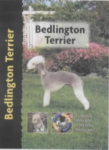 Bedlington terrier pet - bedlington,
