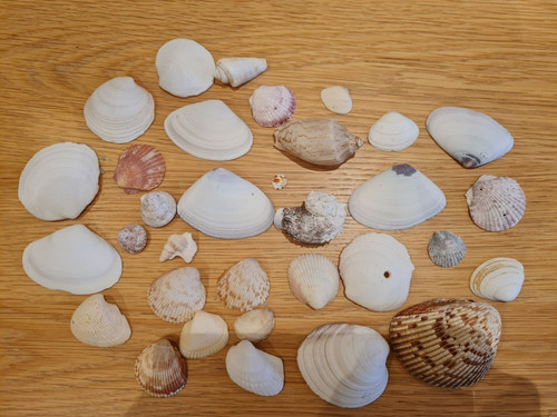 Collection seashells - collection, of