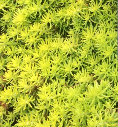 Angelina stonecrop - 5x,