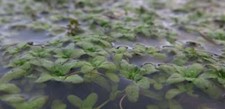 Callitriche 1 - callitriche,