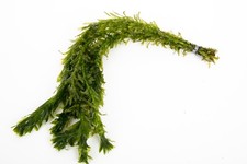 5 - 500 Oxygenating Pond / Tropical Water Aquarium Live Plants - Egeria Densa 