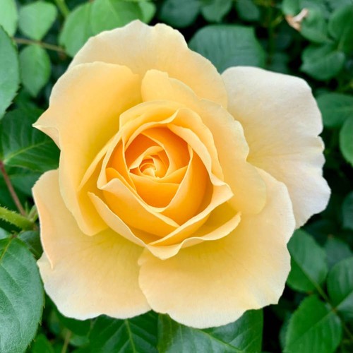 Rose sarah floribunda - rose,,
