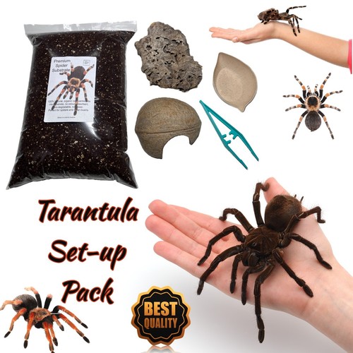 Tarantula spider home - spider,