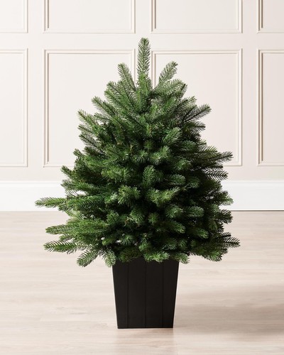 Potted mixed pine christmas - mixed,