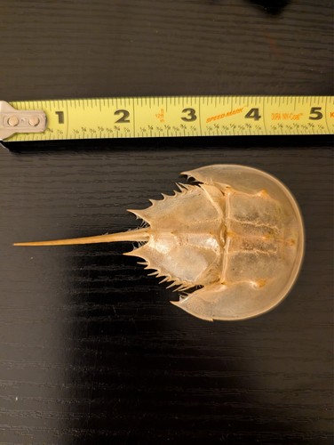 Horseshoe crab found - horseshoe,