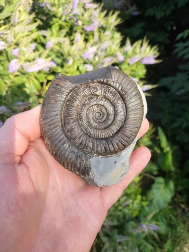 Large dactylioceras sp - ,