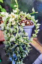 Dischidia Nummularia