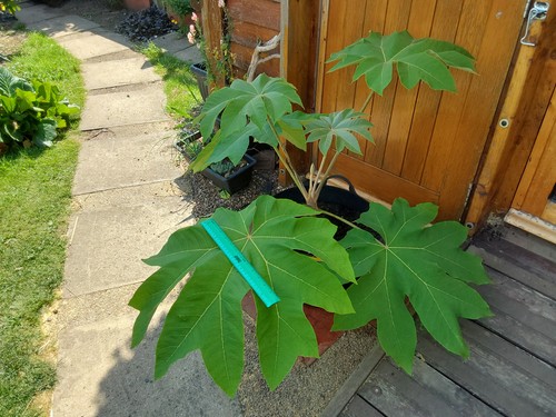 Rex plant tetrapanax - plant,