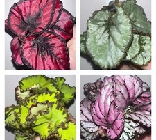 Begonia Rex Houseplants – 6
