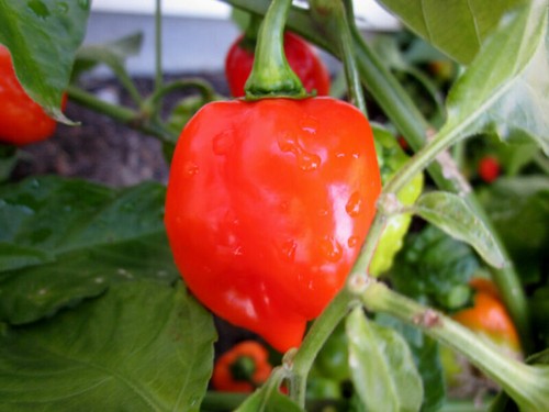 Hot chilli pepper - habanero, red