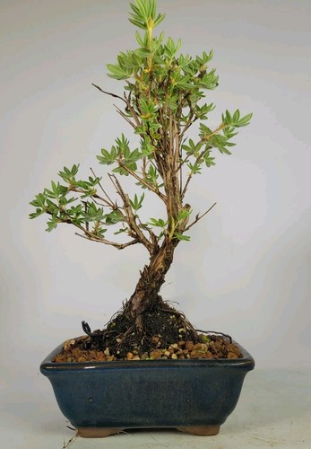 Shohin potentilla bonsai tree - shohin,