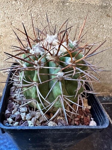 Copiapoa imbricata kk102 el - copiapoa,