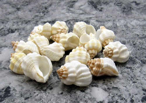 Nutmeg snail seashells - nutmeg,
