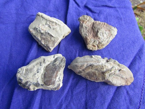 British fossil lobsters - 4,