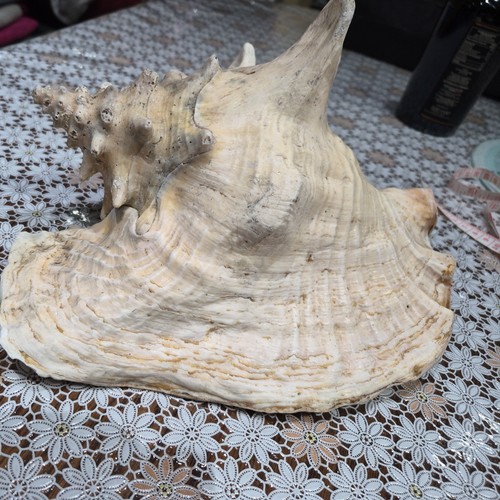 Natural large queen conch - natural,
