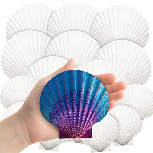 18pcs white scallop - 18pcs,