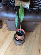 Aspidistra Cast Iron Plant Variegated 