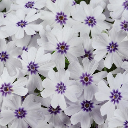 Hardy perennial phlox pharoah - hardy, perennial,