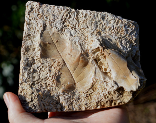 Amazing rare fossil - &,