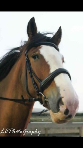 Heavy horse cavesson padded - horse,