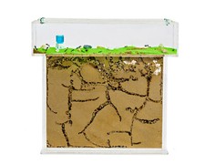 Ant Farm T BIG with free Ants