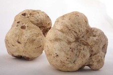 WHITE OREGON TRUFFLE mushroom