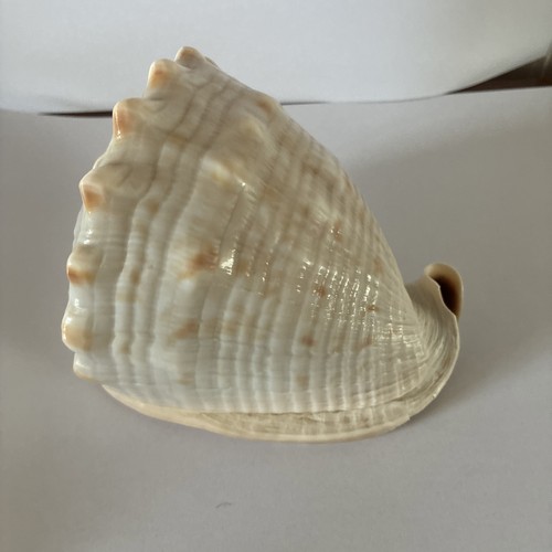 Vintage conch shell cream 12cm - conch,